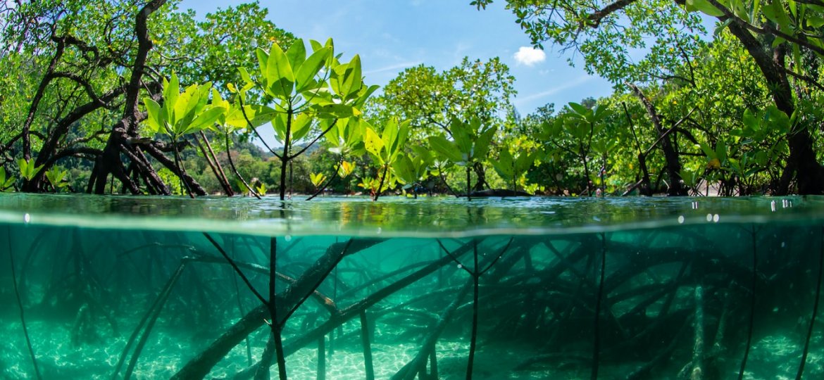 contoh manfaat hutan mangrove